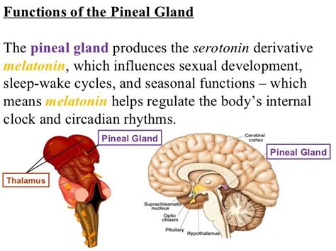 Pineal Gland Function