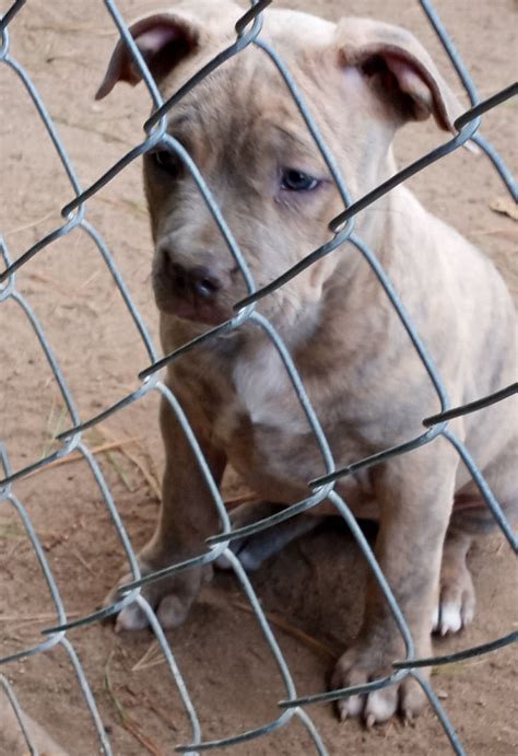 American Pit Bull Terrier For Sale In Nottawa Township