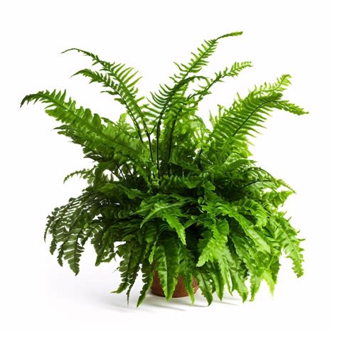 Premium Photo An Asplenium Nidus Fern With Glossy Leaves Propagated