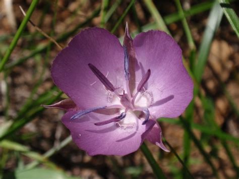 Naked Mariposa Lily Calochortus Nudus INaturalist