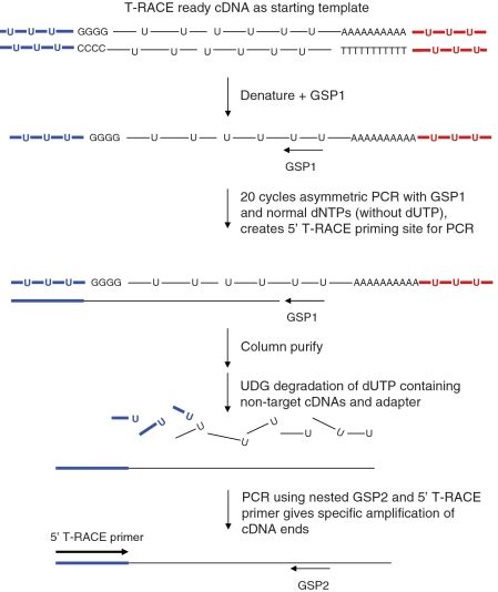 Diagrammatic Representation Of The Specific Amplification Of Cdna