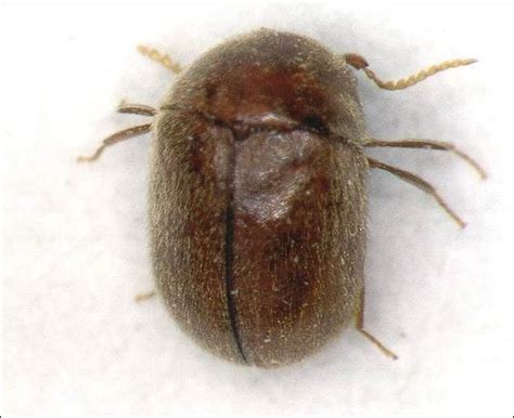 Eeny 227in384 Cigarette Beetle Lasioderma Serricorne F Insecta