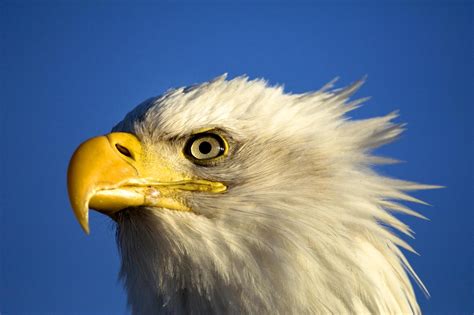 Bald Eagle Profile Hd Desktop Wallpaper Widescreen High Definition