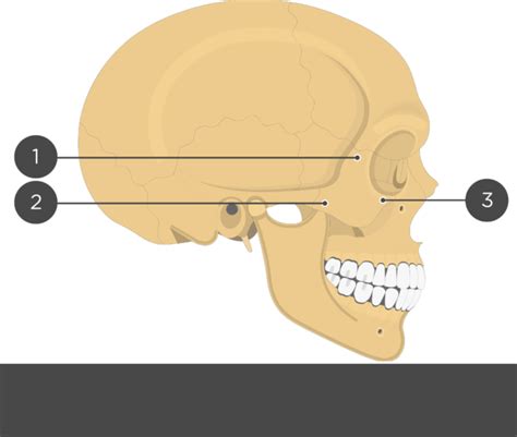 Zygoma Anatomy Anatomy Book