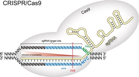 Cctop Crispr Cas Target Online Predictor