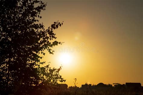 Black Silhouette of a Foliage of Birch Tree Growing on the Summer ...