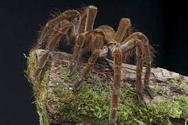 Goliath bird eating spider habitat: Geographic range and Ecological ...