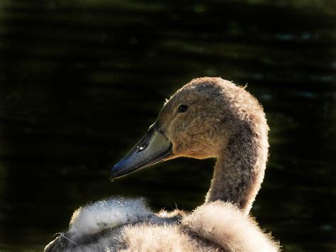 Swan Baby Water Bird - Free photo on Pixabay - Pixabay