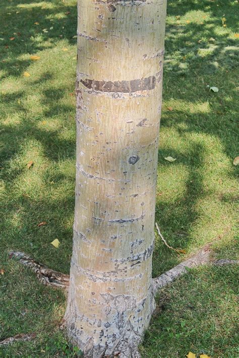 Populus X Jackii Stem Of Tree The Tree Library Flickr