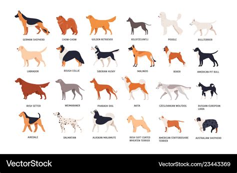 set  dogs  breeds isolated  white vector image