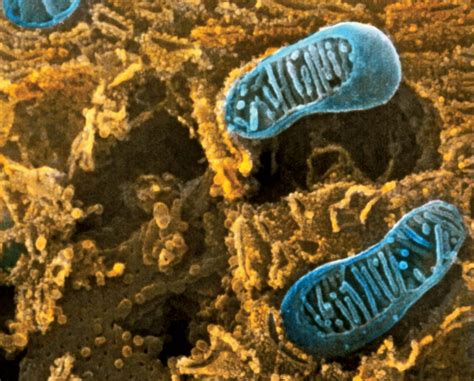 Rough Endoplasmic Reticulum Rer Definition Structure And Function