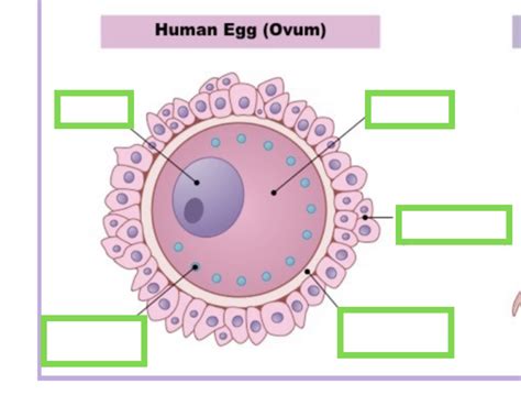 wykres biology structure  egg cell quizlet