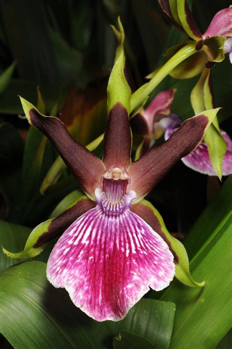 Zygolum Rhein Clown Grown By Orchideen Holm Nurelias Flickr