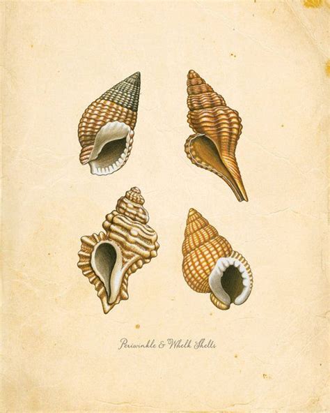 Vintage Sea Periwinkle And Whelk Shells On Antique Ephemera Etsy