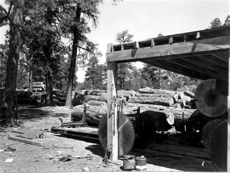 Sustainable Forestry - Woodgrain