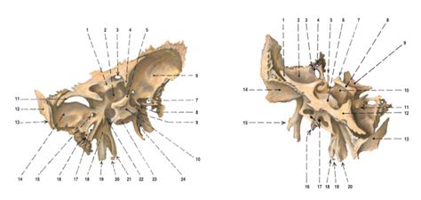 Os Sphenoidale Diagram Quizlet