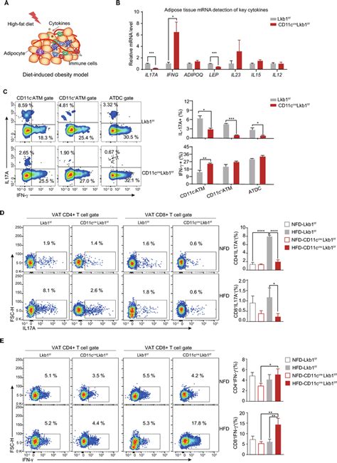 Deficiency Of Lkb1 Tips Il 17aifn γ Towards Ifn γ In Both Download Scientific Diagram