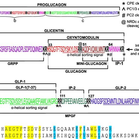 Post Translational Processing Of Proglucagon To Its Derived Peptides