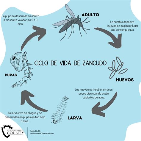 Environmental Health On Twitter Los Zancudos Tienen Etapas De Vida