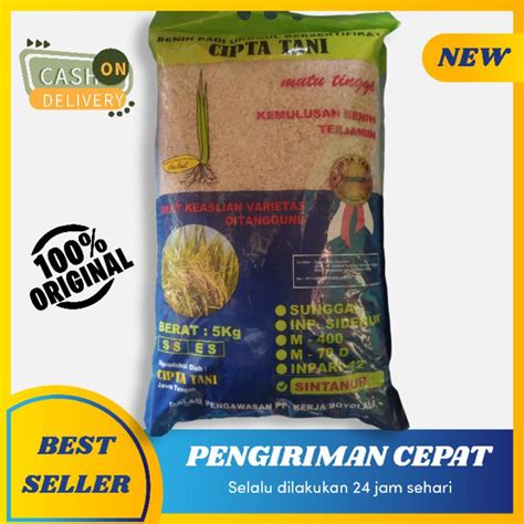 Jual Benih Padi Sintanur Pandanwangi Nasi Pulen Wangi Kg Shopee