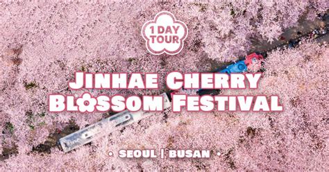 Jinhae Cherry Blossom Festival - Klook