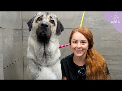 Uncovering the Exceptional Bite Force of the Majestic Kangal Shepherd ...