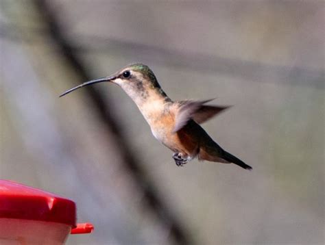 Eight Species Of Spectacular Hummingbirds —southeast Arizona June 2019