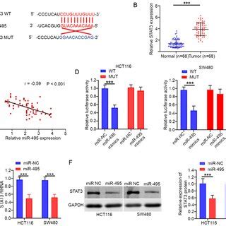 Stat Expression Is Negatively Regulated By Mir A Bioinformatics