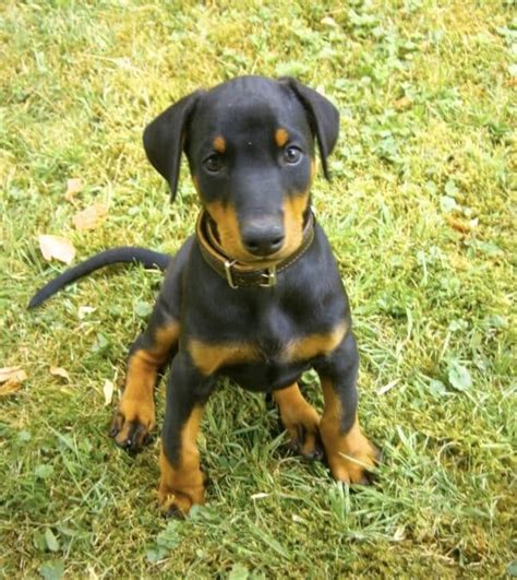 Chiot Doberman Bien Le Choisir Et Léduquer