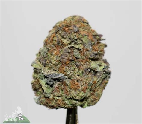 Blue Cheese Strain Buy Bulk Weed Online