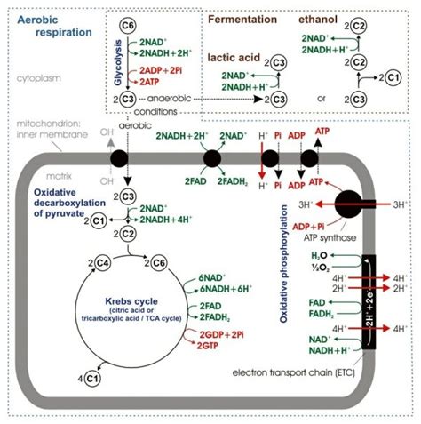 Mitochondrion Definition Structure And Function Biology Dictionary