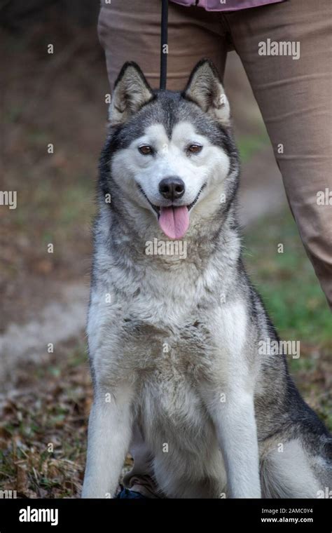 Light grey and white female Siberian Husky dog with brown eyes Stock Photo - Alamy