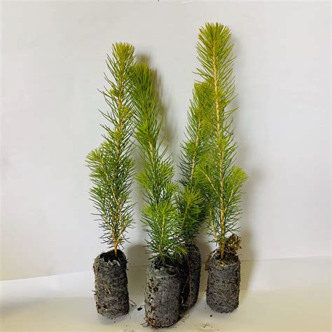 White Spruce Seedlings | Scott & Stewart Forestry