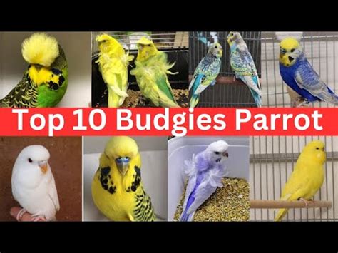 Top 10 BudgiesParrot Mutation TYPES OF BUDGIES Rare Budgies