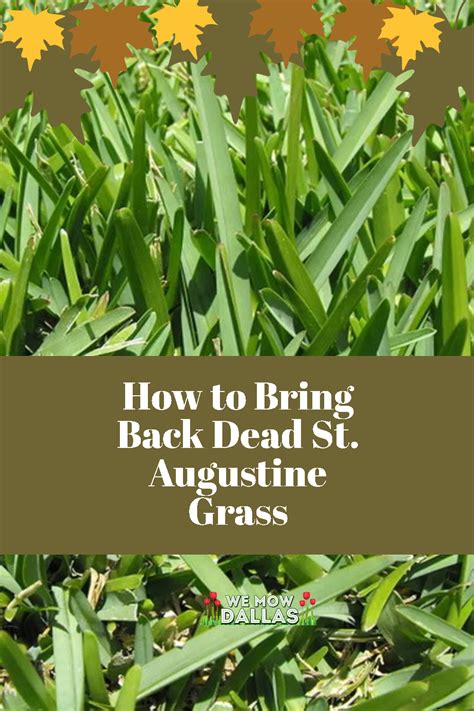 How To Bring Back Dead St Augustine Grass 5 Simple Ways Artofit