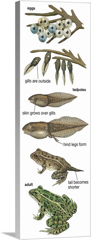 Metamorphosis Of Leopard Frog (Rana Pipiens) Illustration Wall Art ...