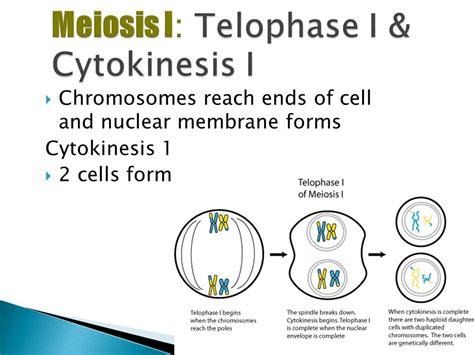 Meiosis Cytokinesis 1 And 2