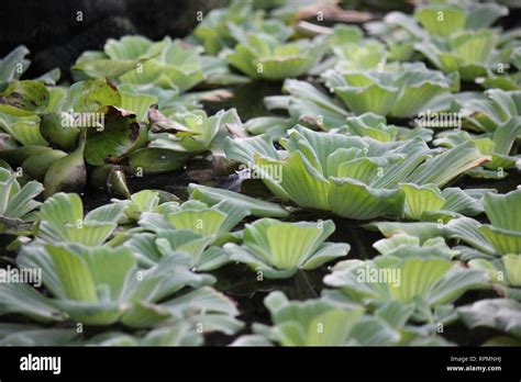 Flawless Stunning Pistia Water Plant Water Cabbage Water Lettuce