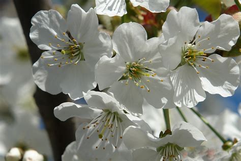 图片素材 性质 科 厂 天空 白色 水果 花瓣 餐饮 弹簧 生产 植物学 盛开 蓝色 植物群 樱花 特写