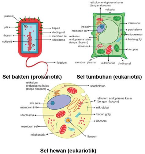 Pengertian Sel Prokariotik Dan Sel Eukariotik