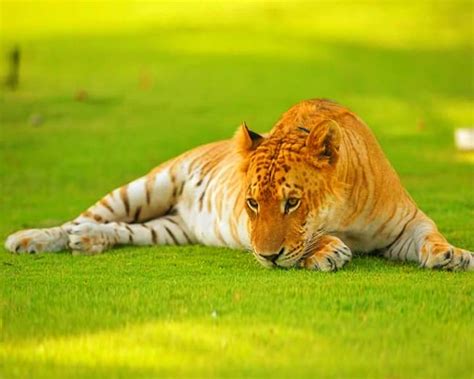 tigon  hybrid  tiger lioness