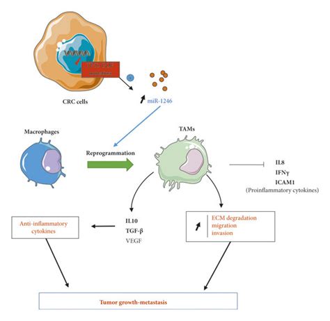 Proposed Models For The Effects Of Exosomal Mir On The Tme P