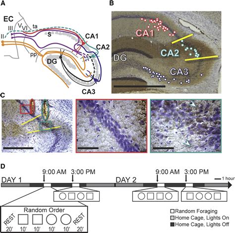 Hippocampal CA2 Activity Patterns Change over Time to a Larger Extent ... 
