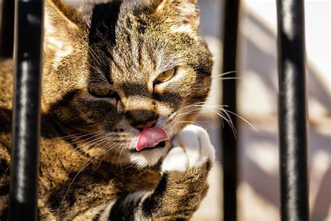 Feline Behavior Photograph by Rachel Morrison - Pixels