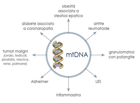 Dna Mitocondriale