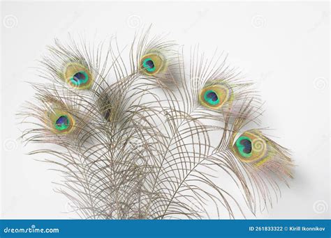 Peacock Feathers Isolated on White Background. Copy Space Stock Photo - Image of copy, wildlife ...