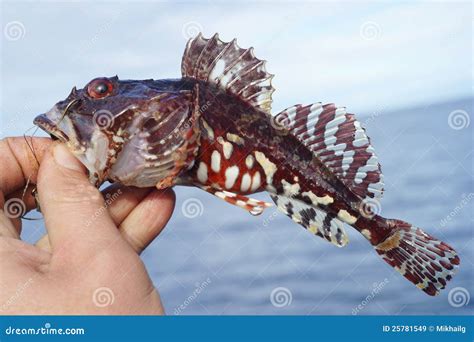 Shorthorn Sculpin Fish Royalty Free Stock Images Image 25781549