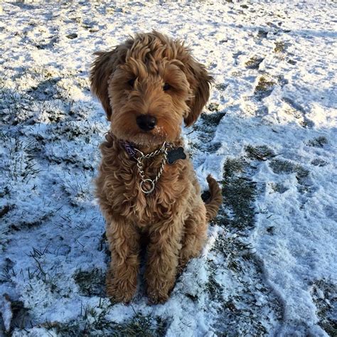 5 Month Old Miniature Goldendoodle Goldendoodle Miniature Minature