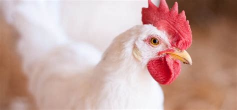 Prevention Of Crd C Crd Essential In Poultry Poultry Trends