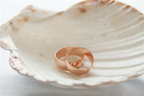 Wedding Rings In Seashell Stock Image Image Of Marry 23764463